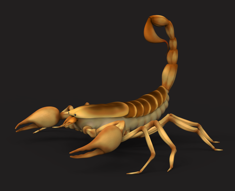 The Scorpion
